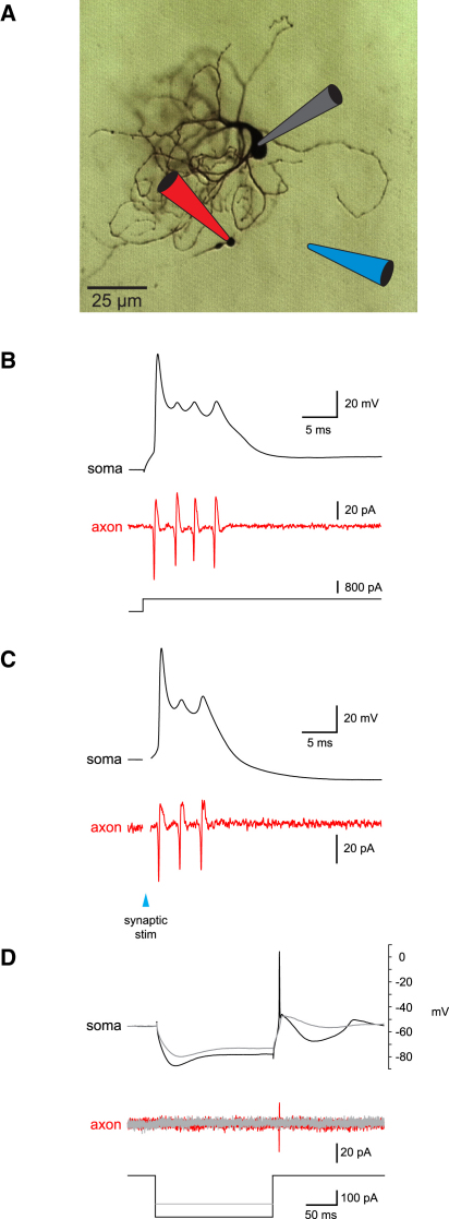 Figure 1