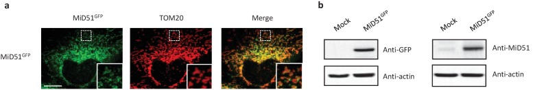 Figure 12—figure supplement 2.