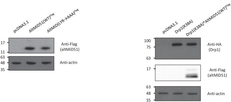 Figure 12—figure supplement 6.