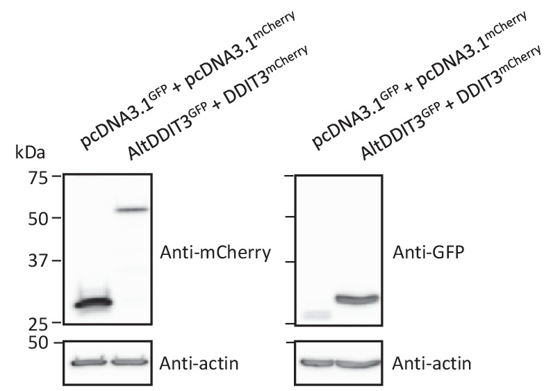 Figure 14—figure supplement 1.