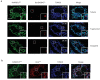 Figure 12—figure supplement 5.