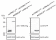 Figure 14—figure supplement 1.