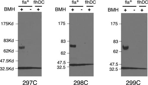 FIG. 7.