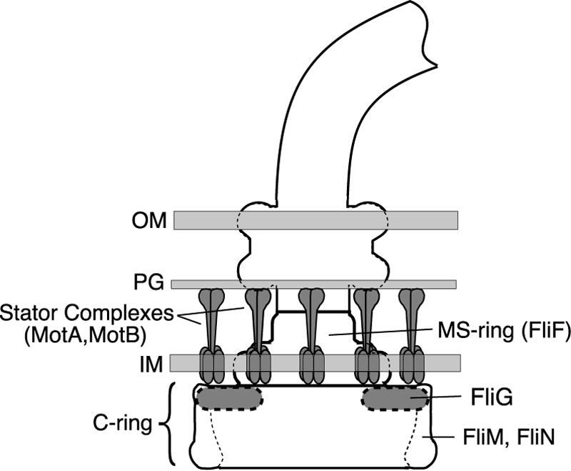 FIG. 1.