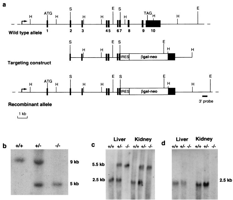 FIG. 1.