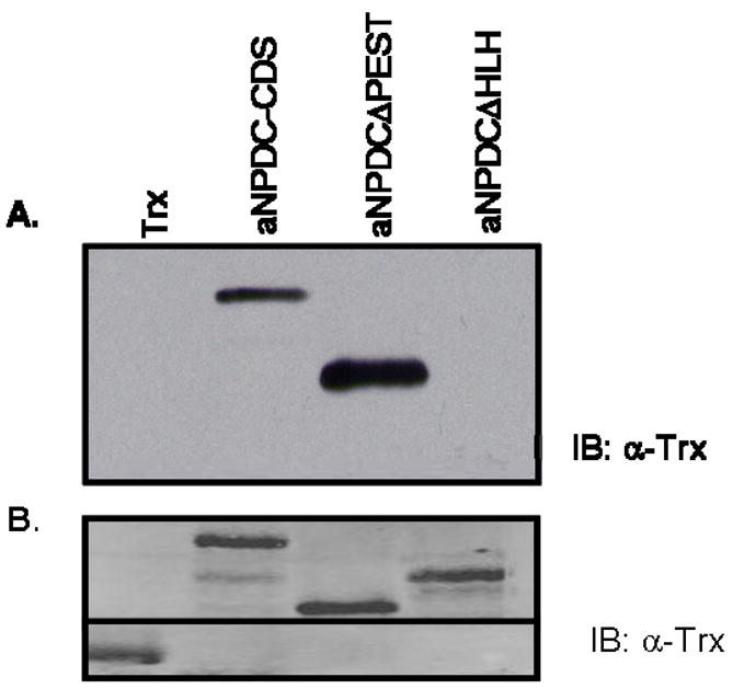 Fig. 5