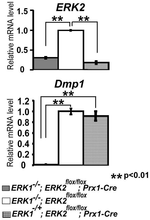 Fig. 11