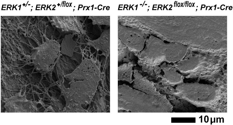 Fig. 13