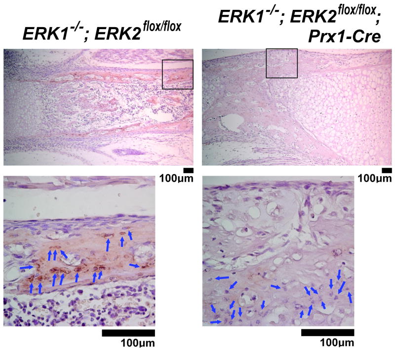 Fig. 12