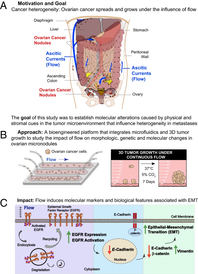 Fig. P1.