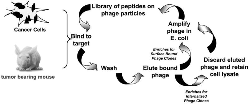 Fig. (1)