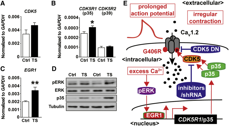 Figure 4