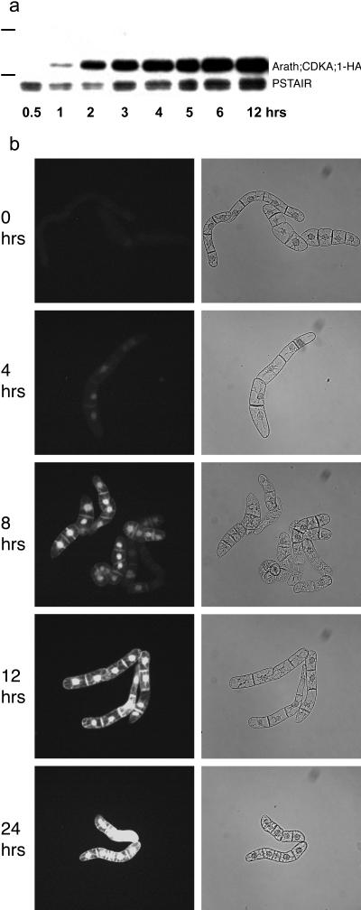 Figure 4.