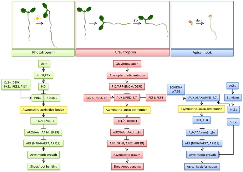 FIGURE 1