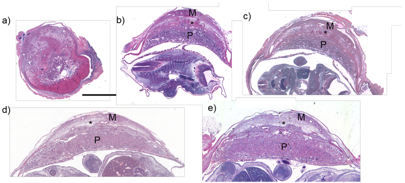 Figure 5: