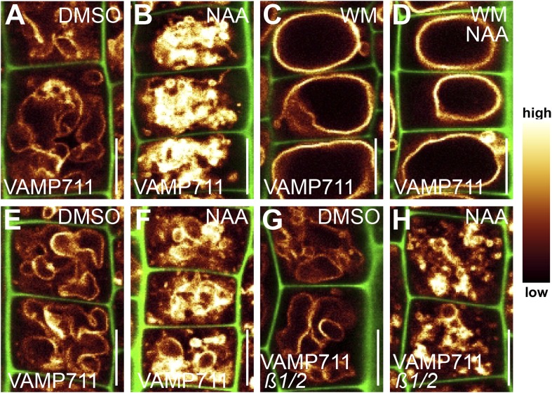 Figure 7—figure supplement 1.