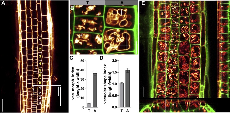 Figure 1—figure supplement 1.