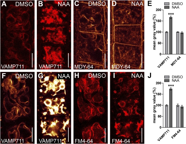 Figure 4—figure supplement 1.