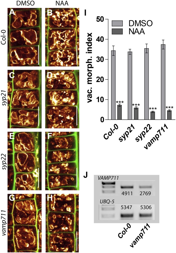 Figure 6—figure supplement 1.