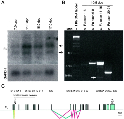 FIG. 2.