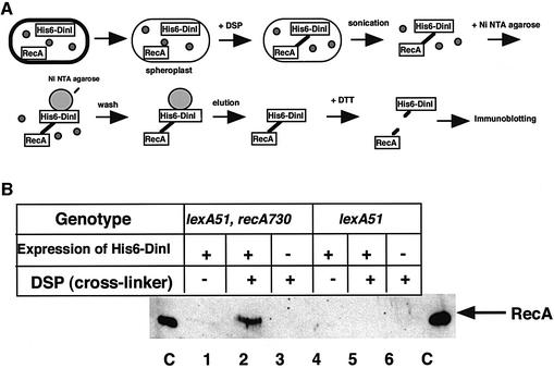 graphic file with name cde107f3.jpg