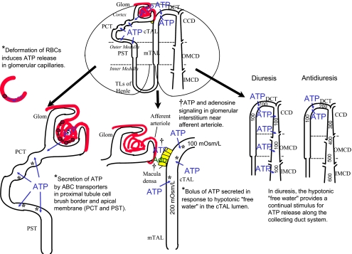 Fig. 1