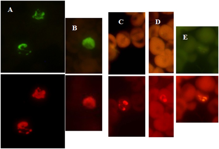 Fig 3