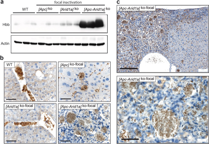 Figure 3—figure supplement 1.