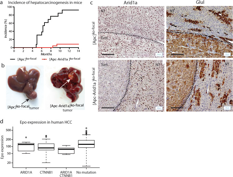 Figure 1—figure supplement 4.