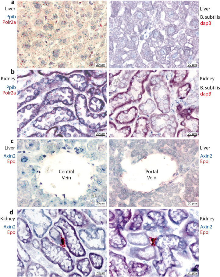 Figure 6—figure supplement 1.