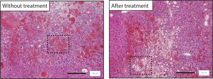 Figure 4—figure supplement 1.