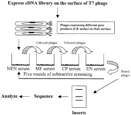 FIG. 1.