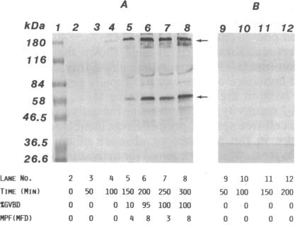 graphic file with name pnas00280-0189-a.jpg