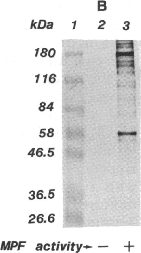 graphic file with name pnas00280-0190-b.jpg