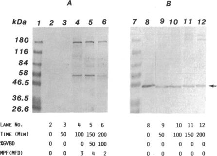 graphic file with name pnas00280-0191-a.jpg