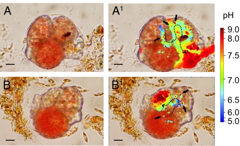 Fig. 2.