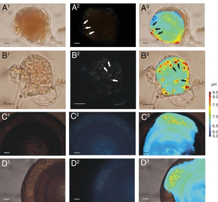 Fig. 4.