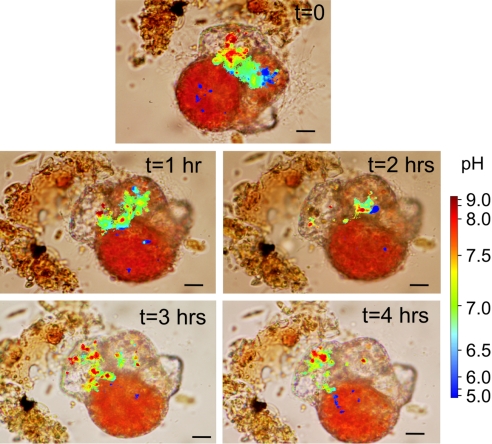 Fig. 3.