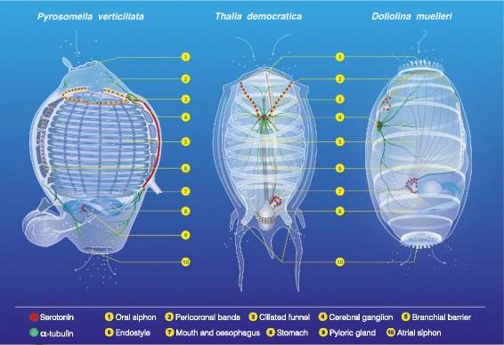 Fig. 6