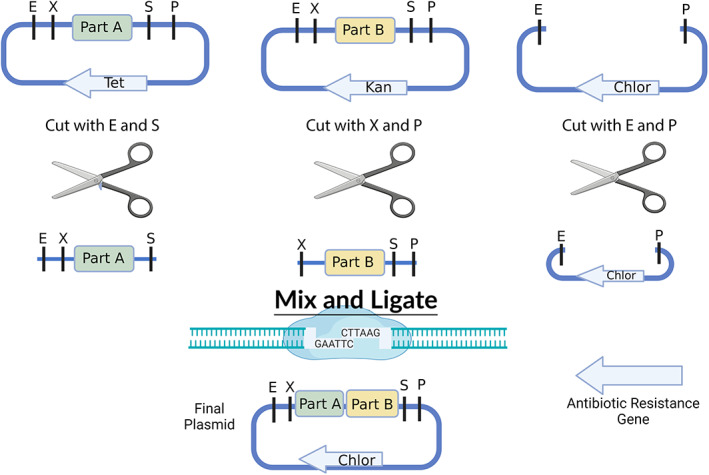 FIGURE 5