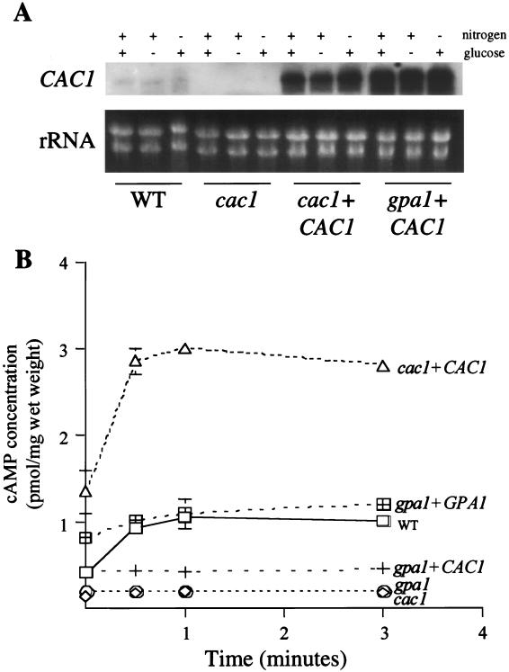 FIG. 1.