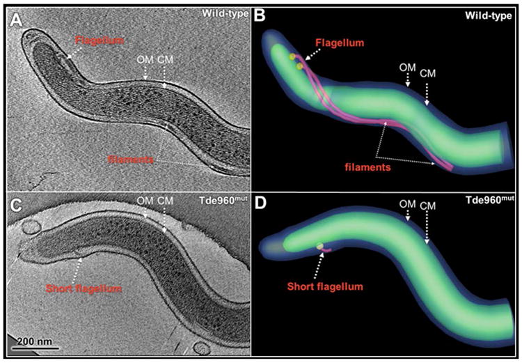 Fig. 8