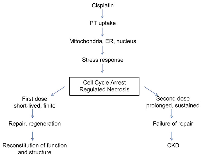 Figure 11.