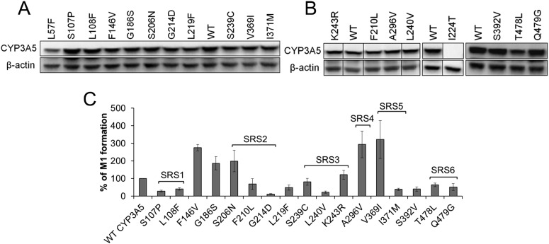 Fig. 6.