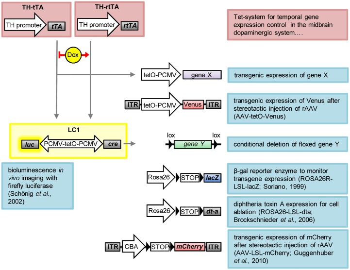 Fig 6