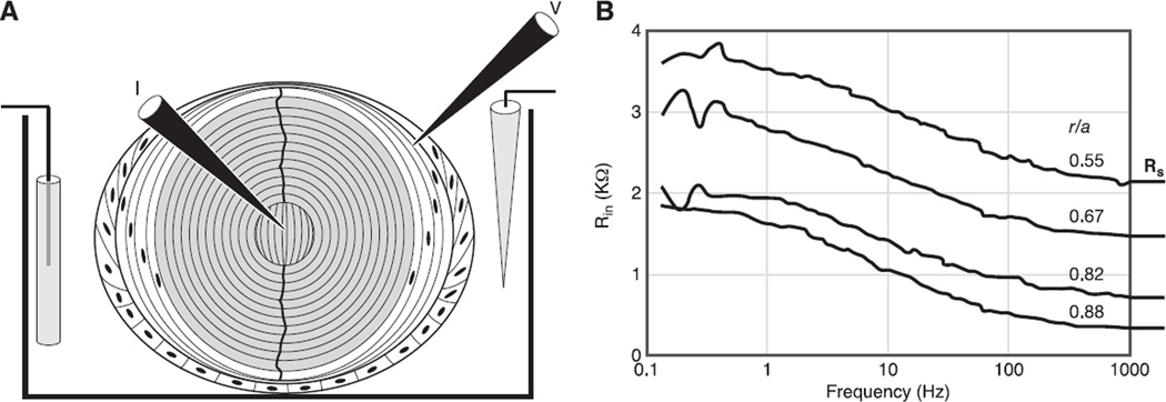 Fig. 6