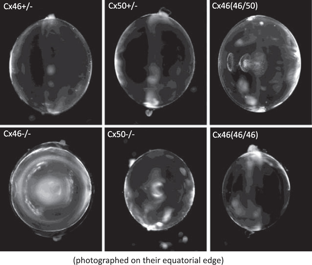 Fig. 11