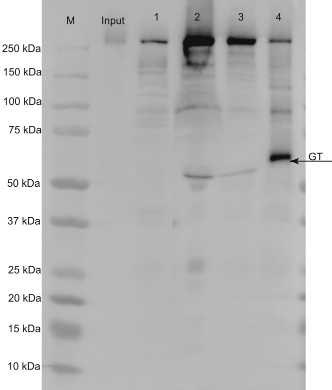 Figure 3