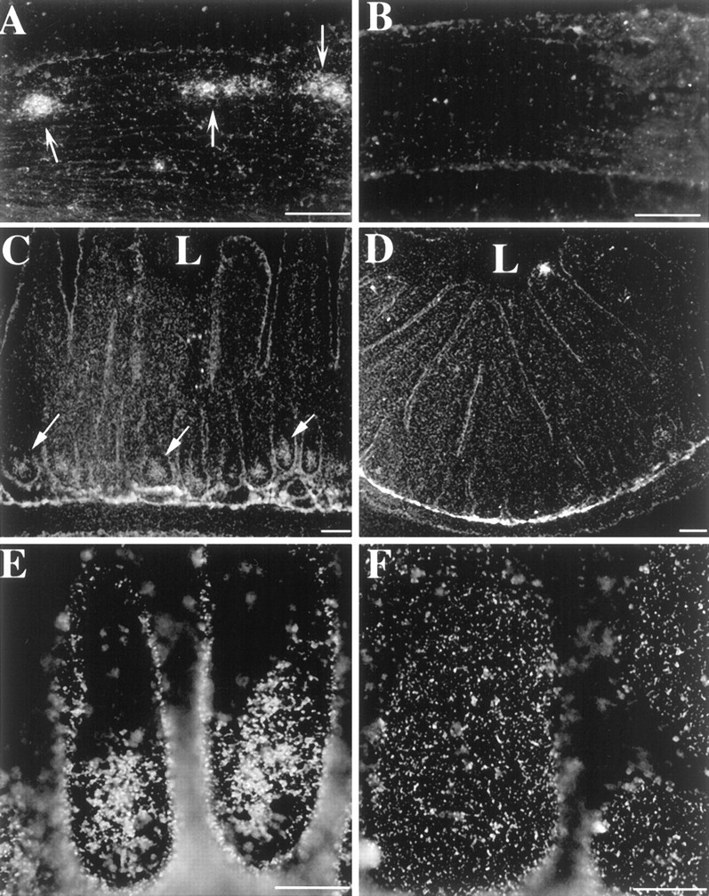 Fig. 9.