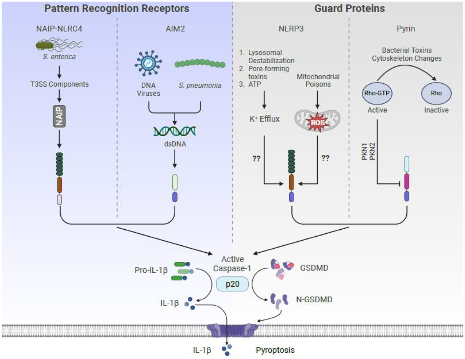 Figure 1.